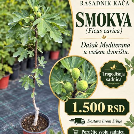 Smokva - Ficus carica