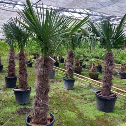 Zimootporna palma (Trachycarpus fortunei)