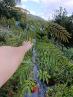 Albicija (Albizia julibrissin)