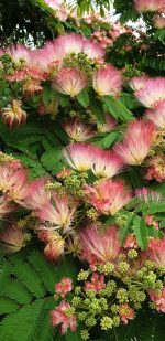Albicija (Albizia julibrissin)