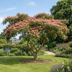 Albicija (Albizia julibrissin)